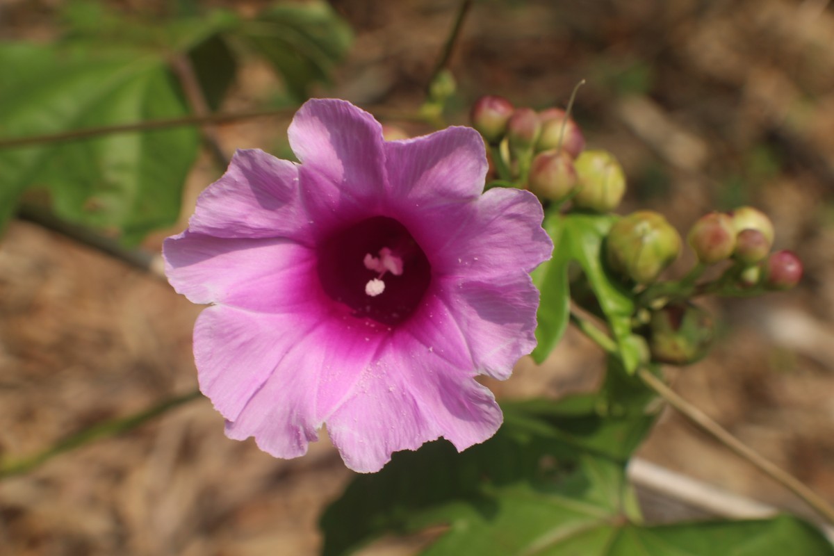 Ipomoea mauritiana Jacq.